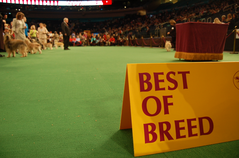 Illustration for article titled Lapdogs And Luxury Boxes: A New-Look MSG Welcomes The Westminster Dog Show